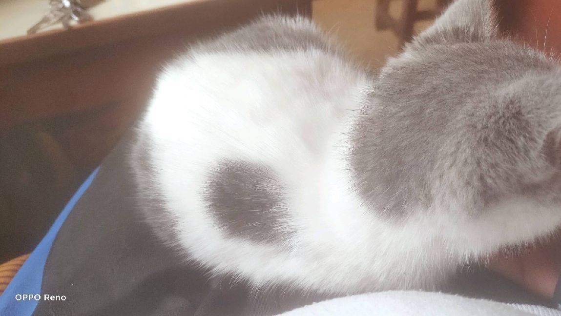 猫图片|宠物猫|猫咪|