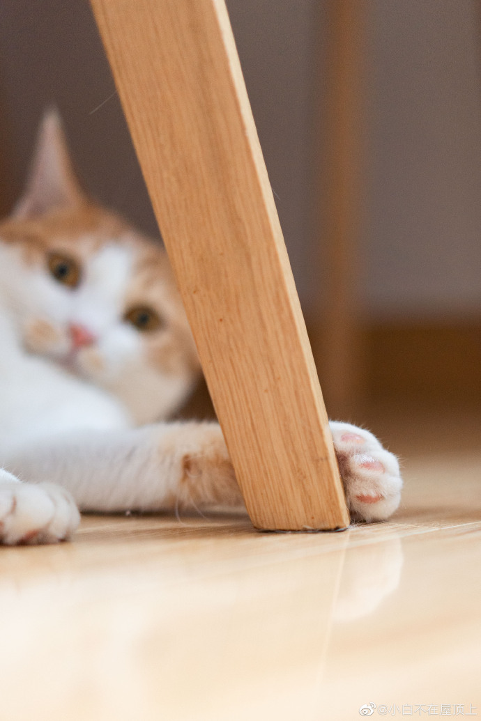 猫图片|宠物猫|猫咪|