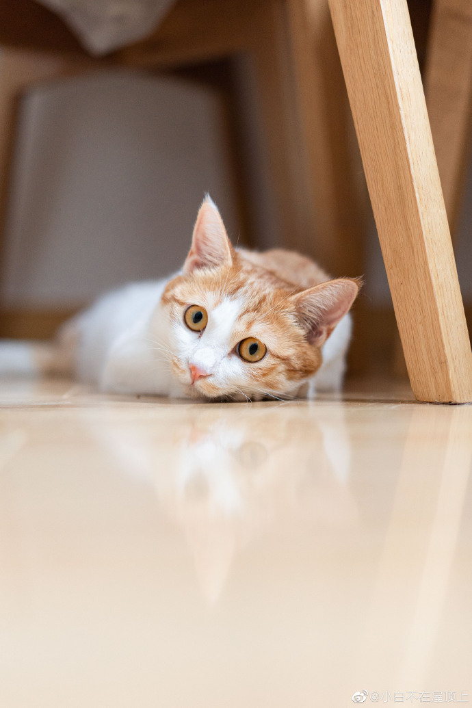 猫图片|宠物猫|猫咪|