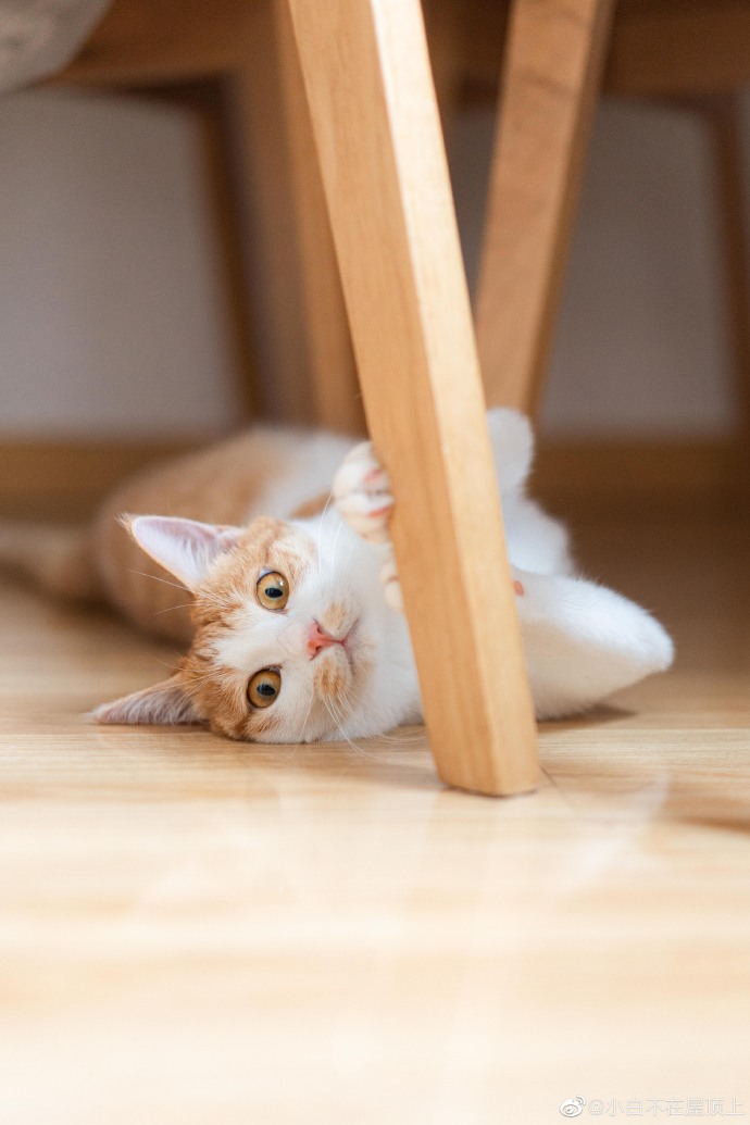 猫图片|宠物猫|猫咪|