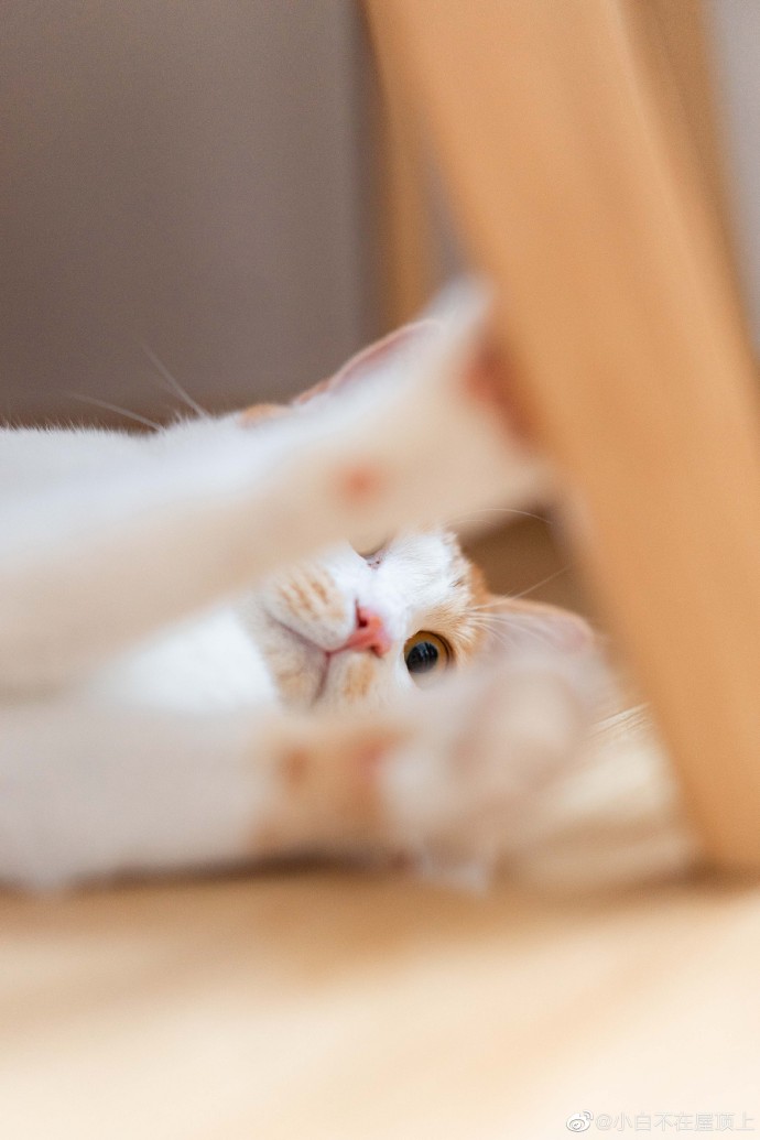 猫图片|宠物猫|猫咪|