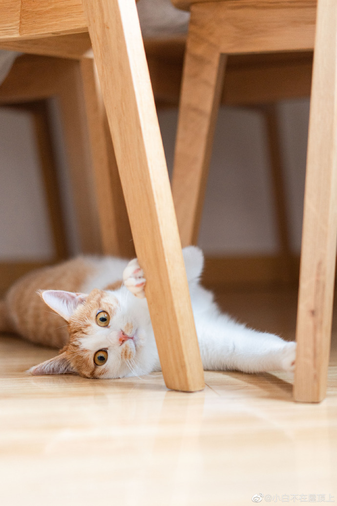 猫图片|宠物猫|猫咪|