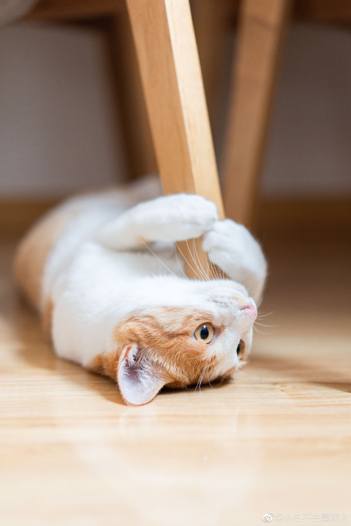 猫图片|宠物猫|猫咪|