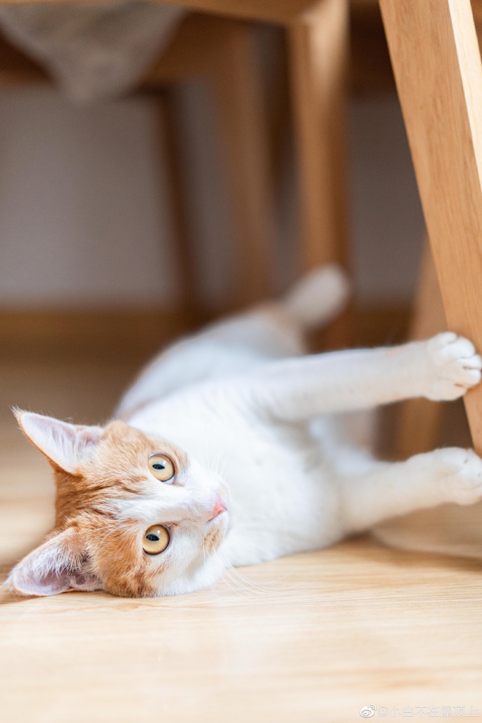 猫图片|宠物猫|猫咪|