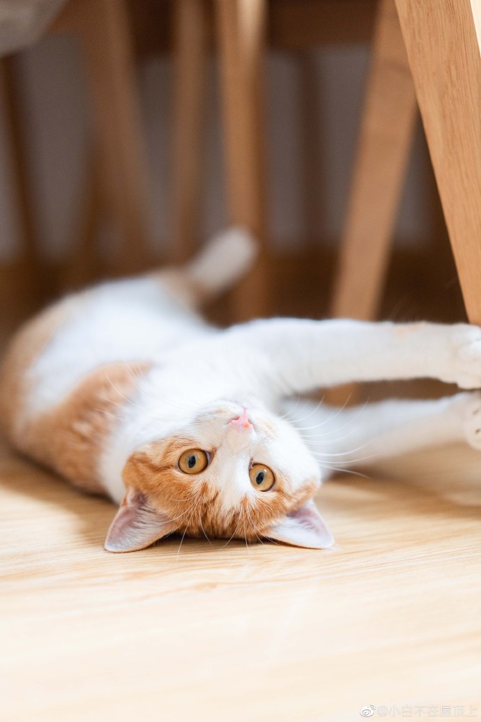 猫图片|宠物猫|猫咪|