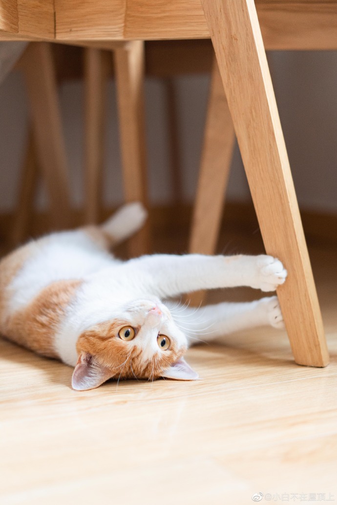 猫图片|宠物猫|猫咪|