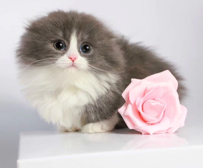 猫图片|宠物猫|猫咪|