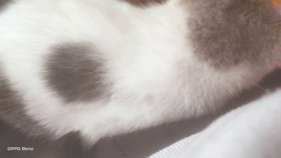 猫图片|宠物猫|猫咪|