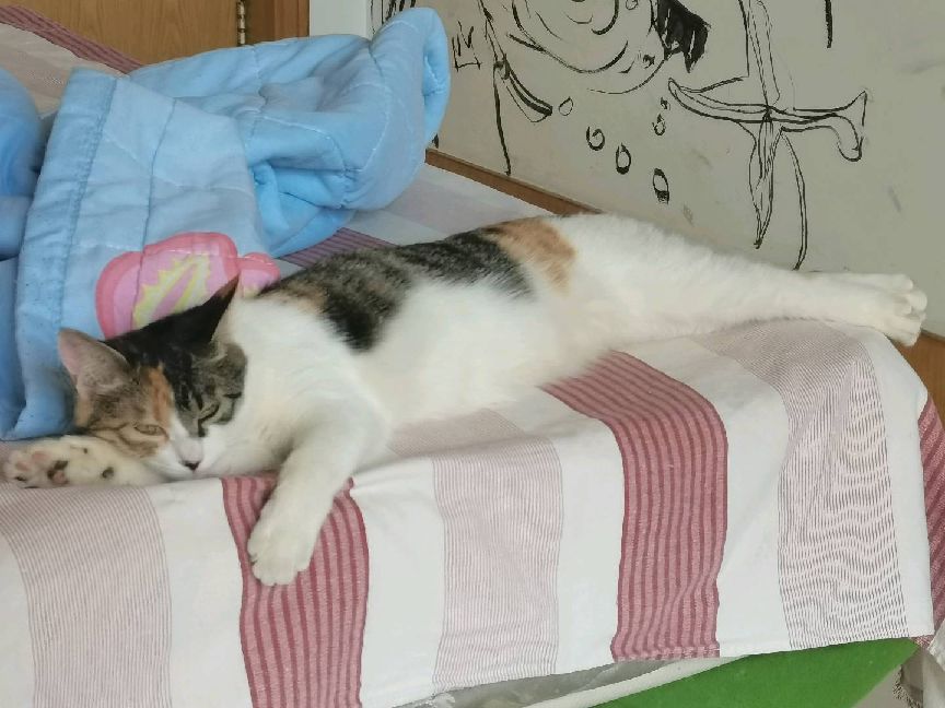 猫图片|宠物猫|猫咪|