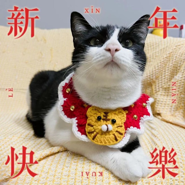 猫图片|宠物猫|猫咪|