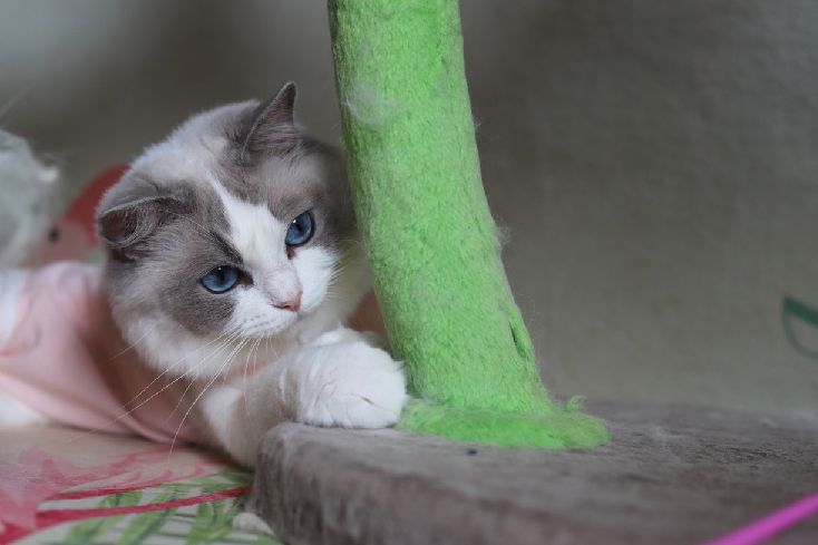 猫图片|宠物猫|猫咪|