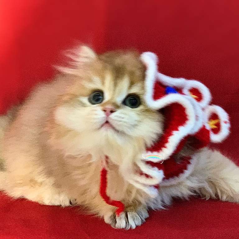 猫图片|宠物猫|猫咪|