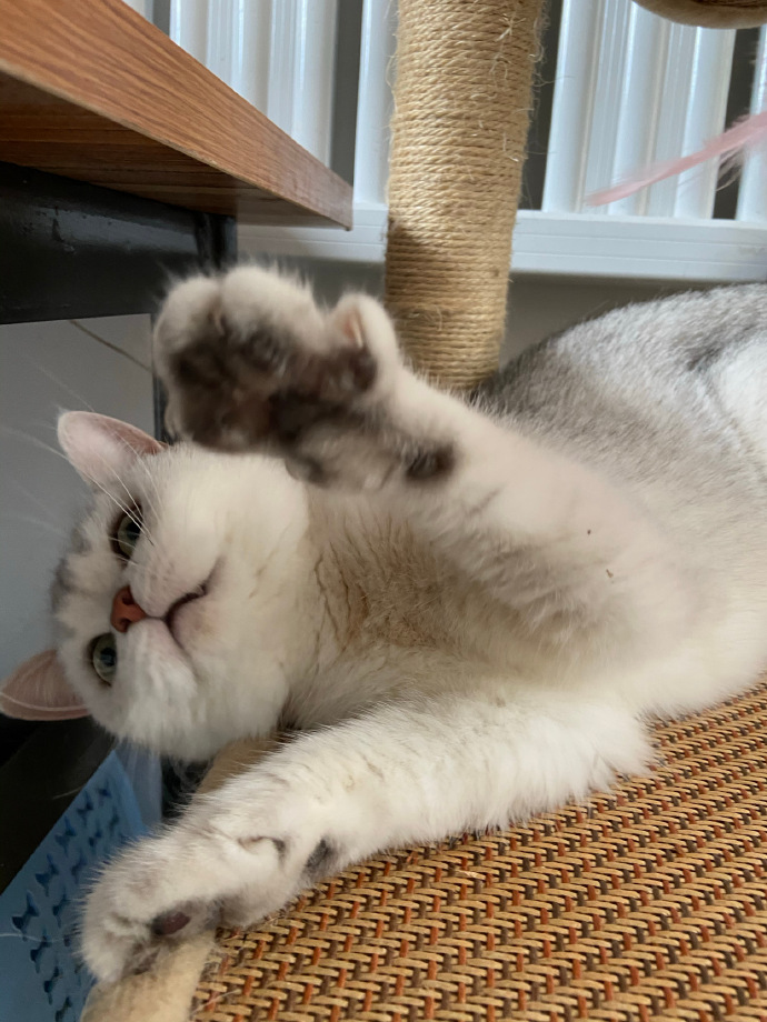 猫图片|宠物猫|猫咪|