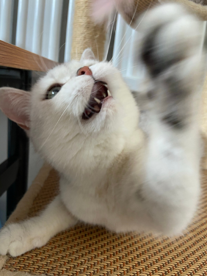 猫图片|宠物猫|猫咪|