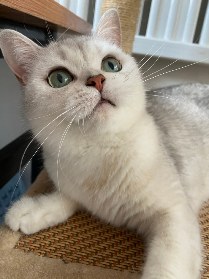 猫图片|宠物猫|猫咪|