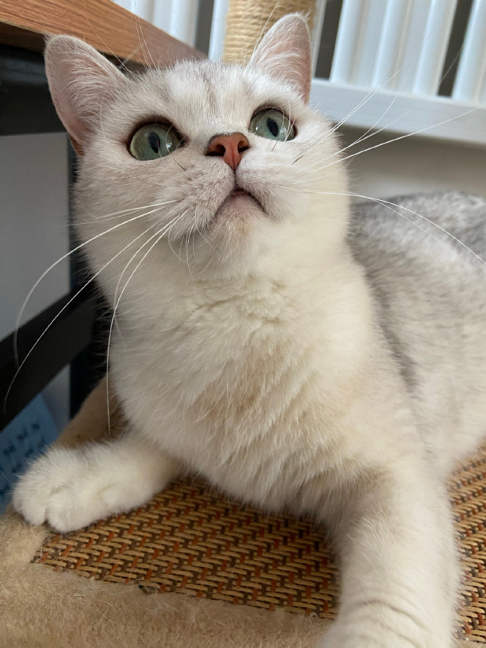 猫图片|宠物猫|猫咪|