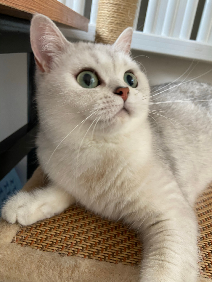 猫图片|宠物猫|猫咪|