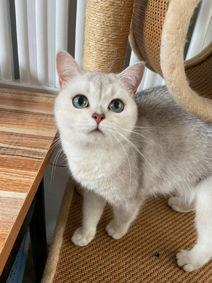 猫图片|宠物猫|猫咪|