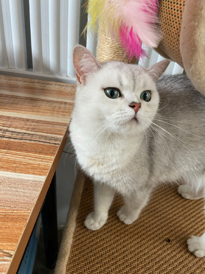 猫图片|宠物猫|猫咪|