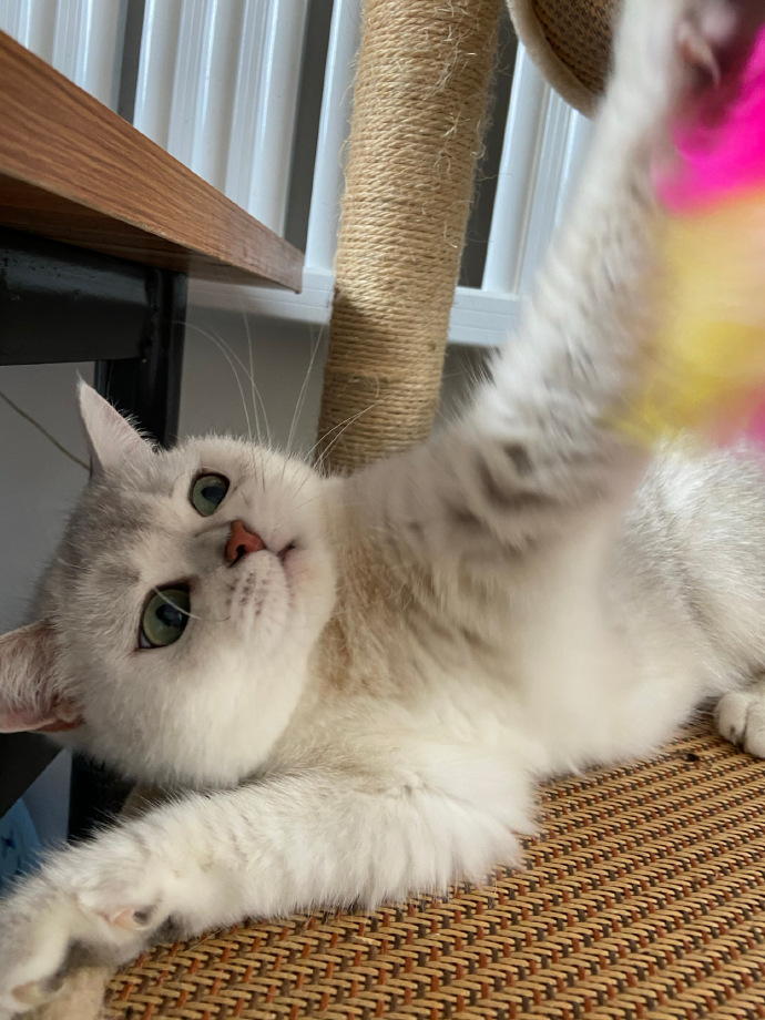 猫图片|宠物猫|猫咪|