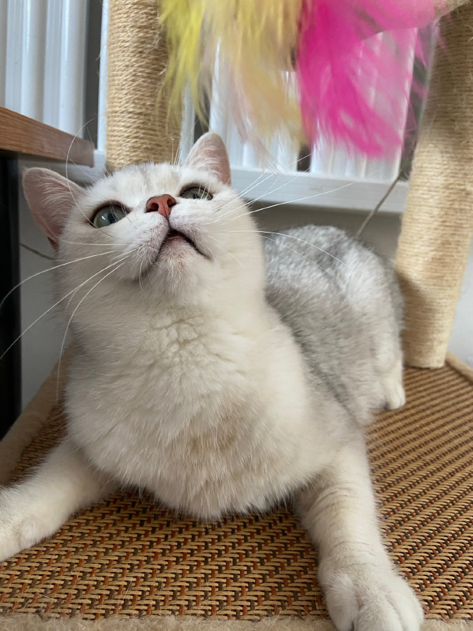 猫图片|宠物猫|猫咪|