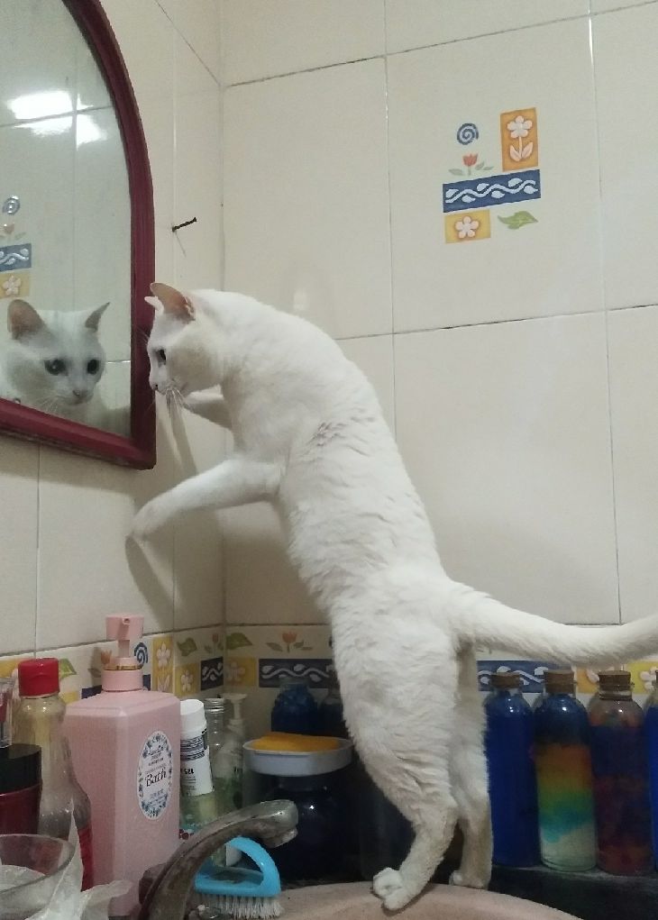 猫图片|宠物猫|猫咪|