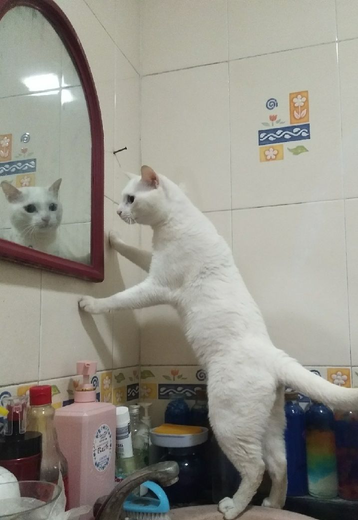 猫图片|宠物猫|猫咪|