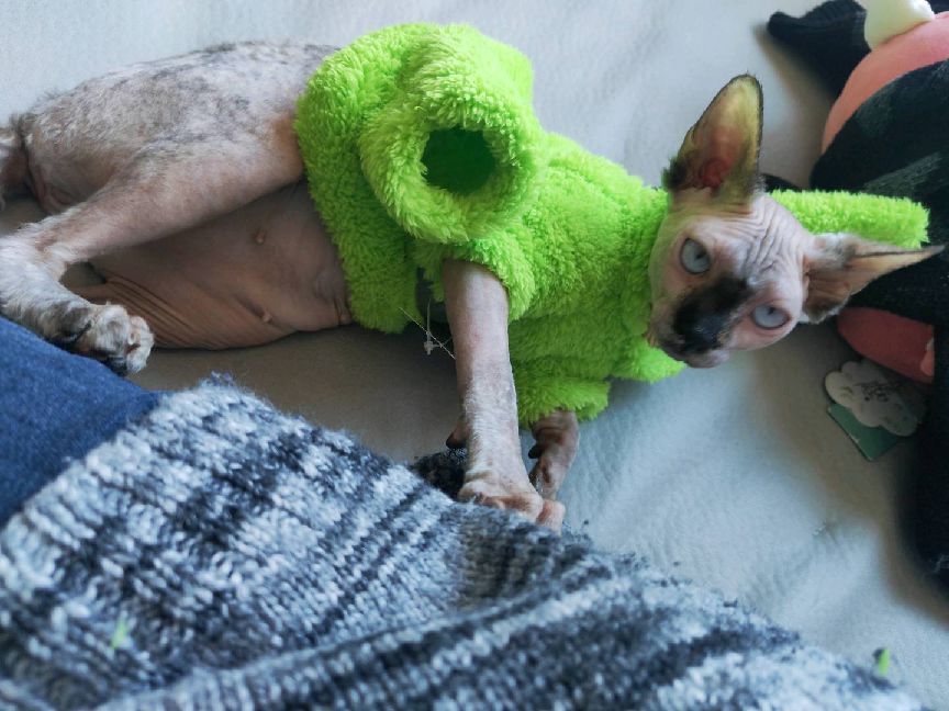 猫图片|宠物猫|猫咪|