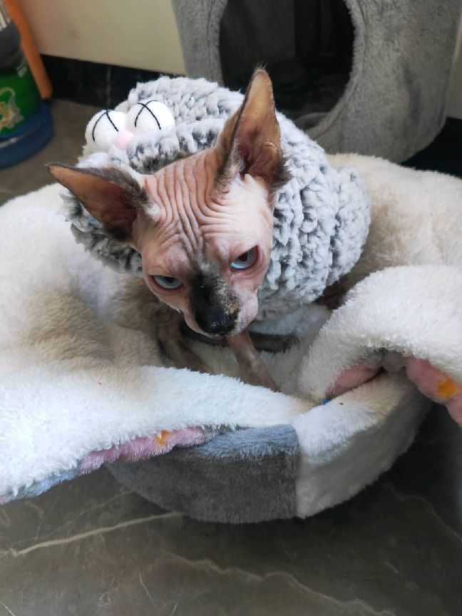 猫图片|宠物猫|猫咪|