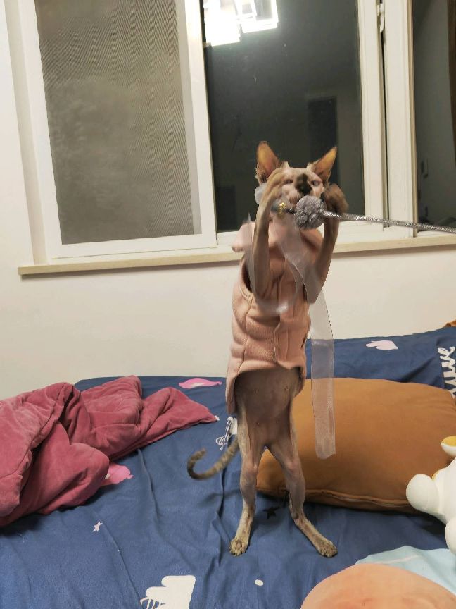 猫图片|宠物猫|猫咪|