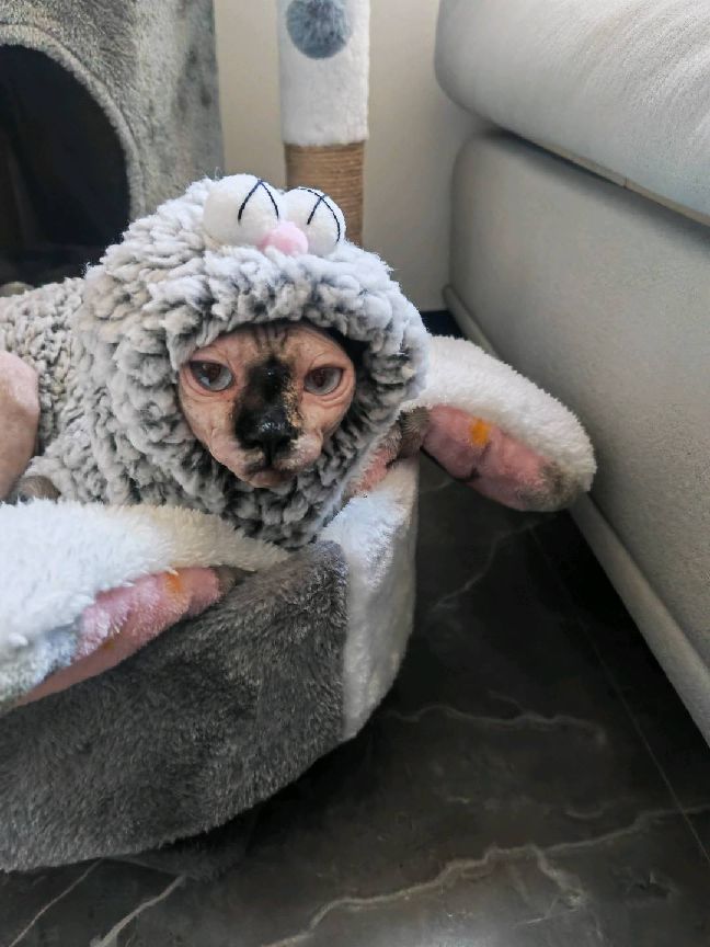 猫图片|宠物猫|猫咪|