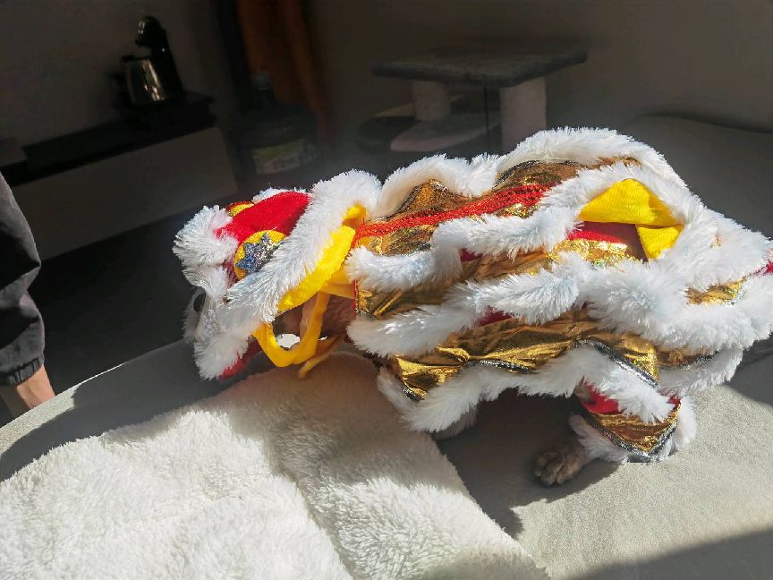 猫图片|宠物猫|猫咪|