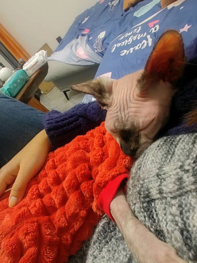 猫图片|宠物猫|猫咪|