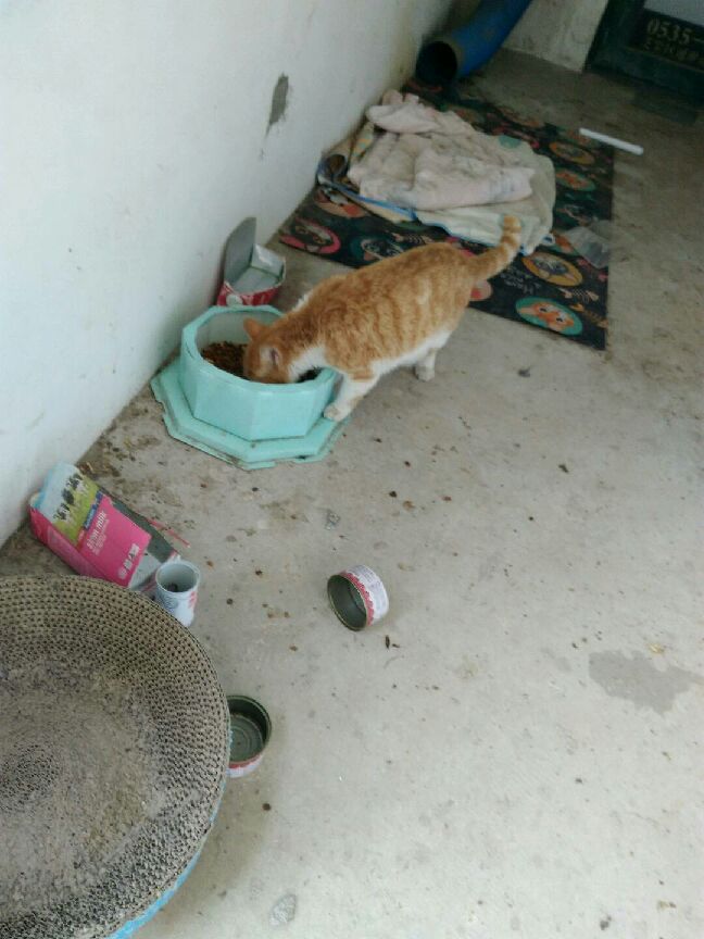 猫图片|宠物猫|猫咪|