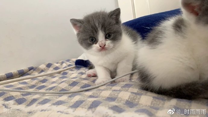 猫图片|宠物猫|猫咪|