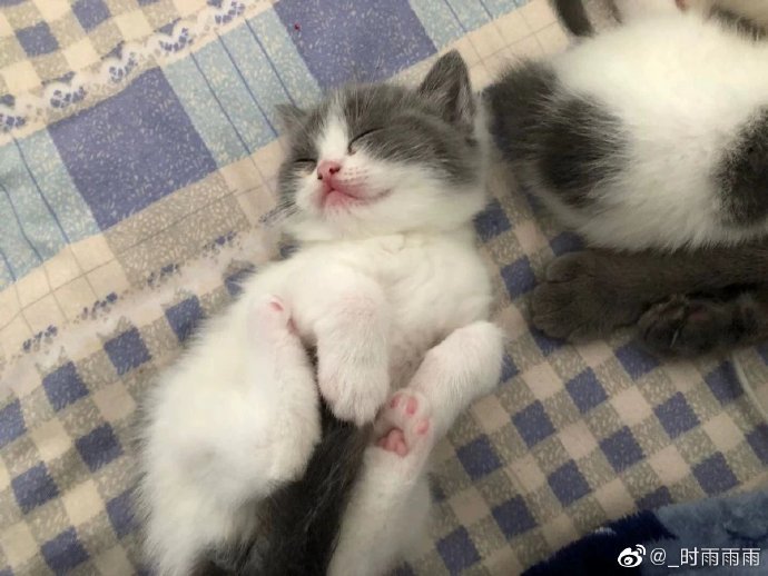 猫图片|宠物猫|猫咪|