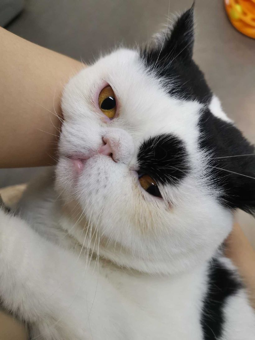 猫图片|宠物猫|猫咪|