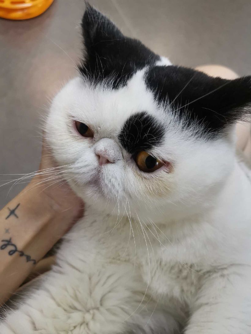 猫图片|宠物猫|猫咪|