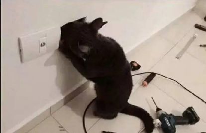 猫图片|宠物猫|猫咪|