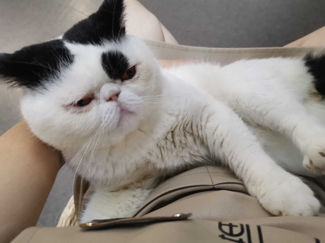 猫图片|宠物猫|猫咪|