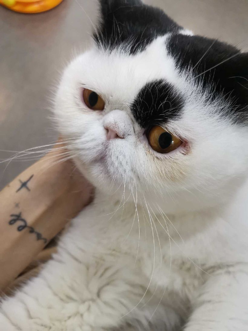 猫图片|宠物猫|猫咪|