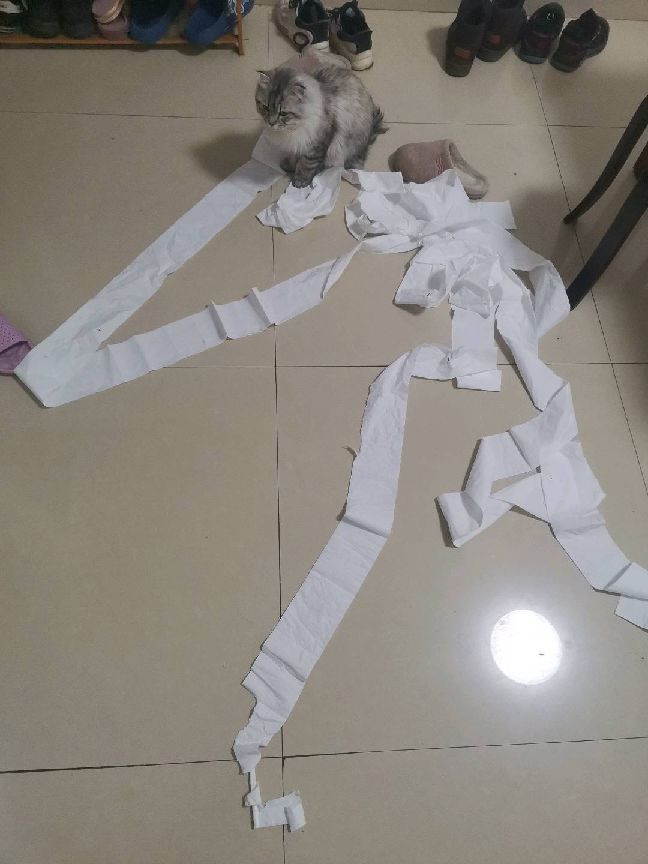 猫图片|宠物猫|猫咪|