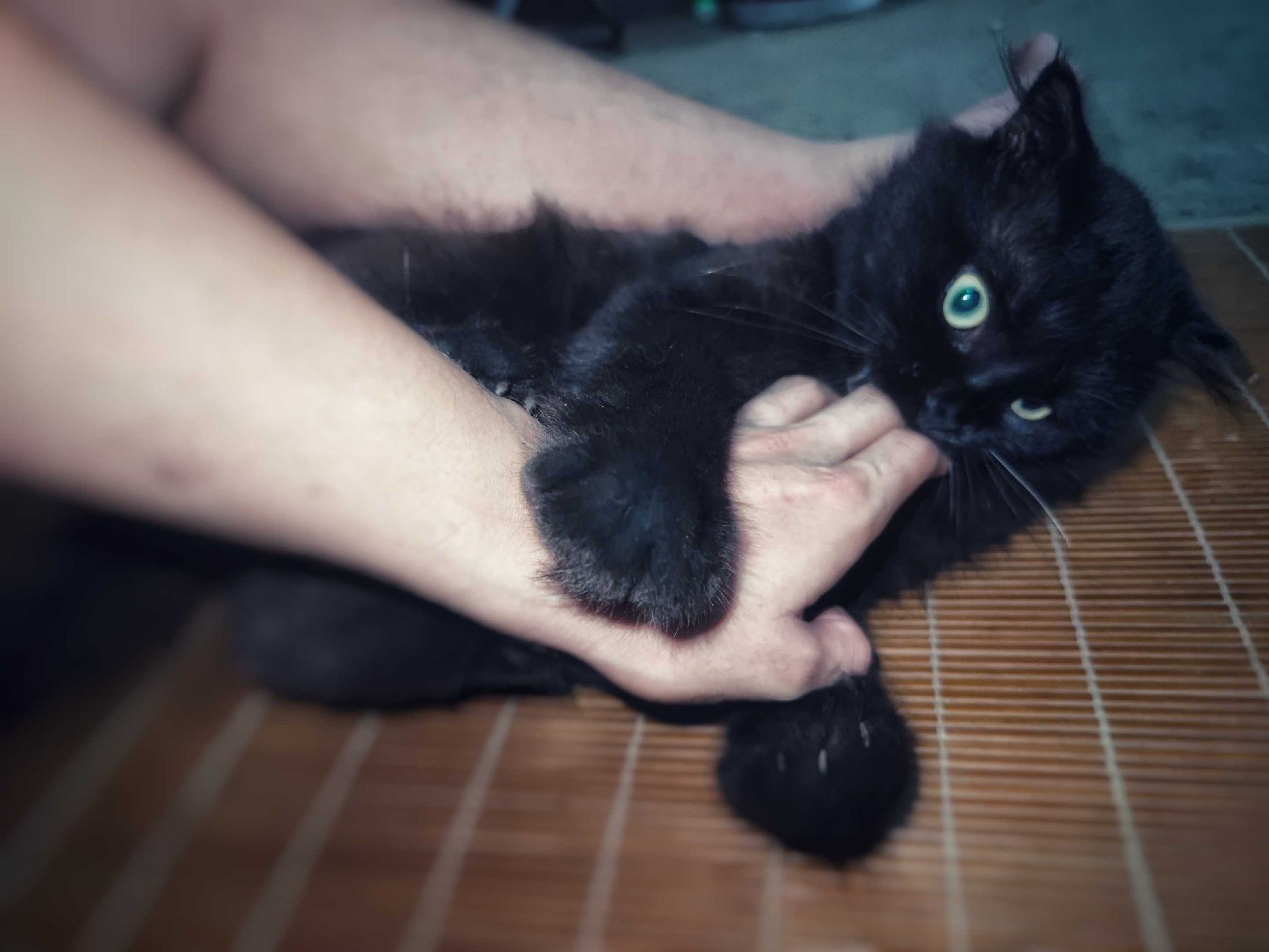 猫图片|宠物猫|猫咪|