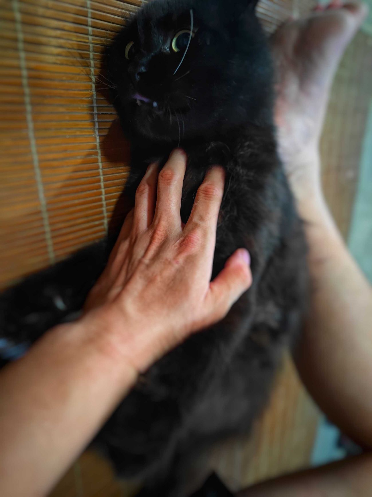 猫图片|宠物猫|猫咪|