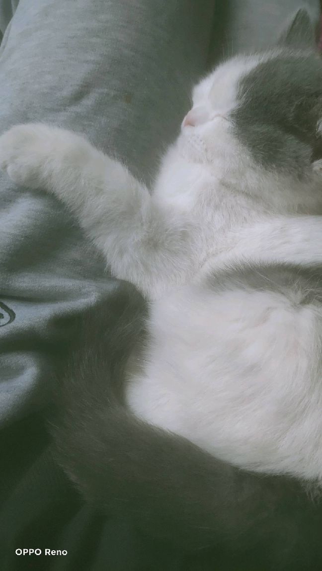 猫图片|宠物猫|猫咪|