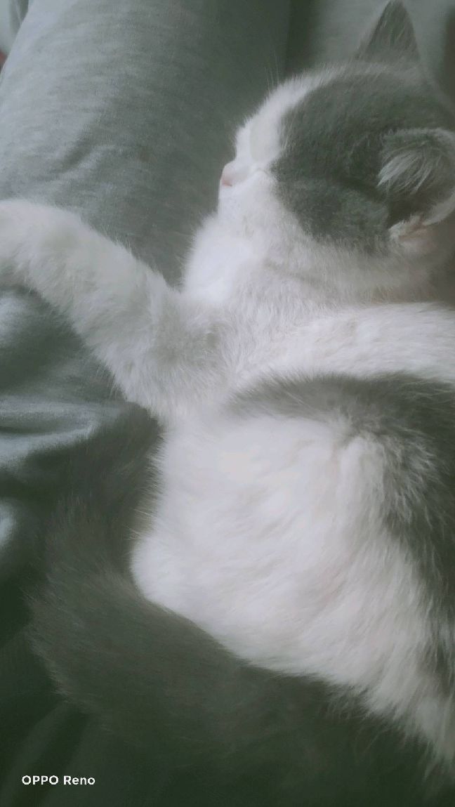 猫图片|宠物猫|猫咪|