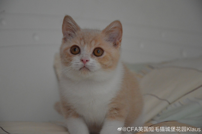 猫图片|宠物猫|猫咪|