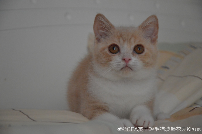 猫图片|宠物猫|猫咪|