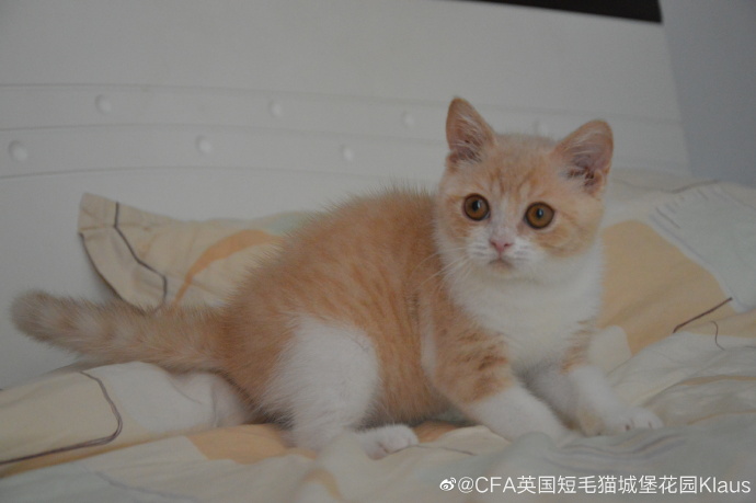猫图片|宠物猫|猫咪|