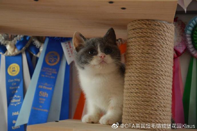 猫图片|宠物猫|猫咪|